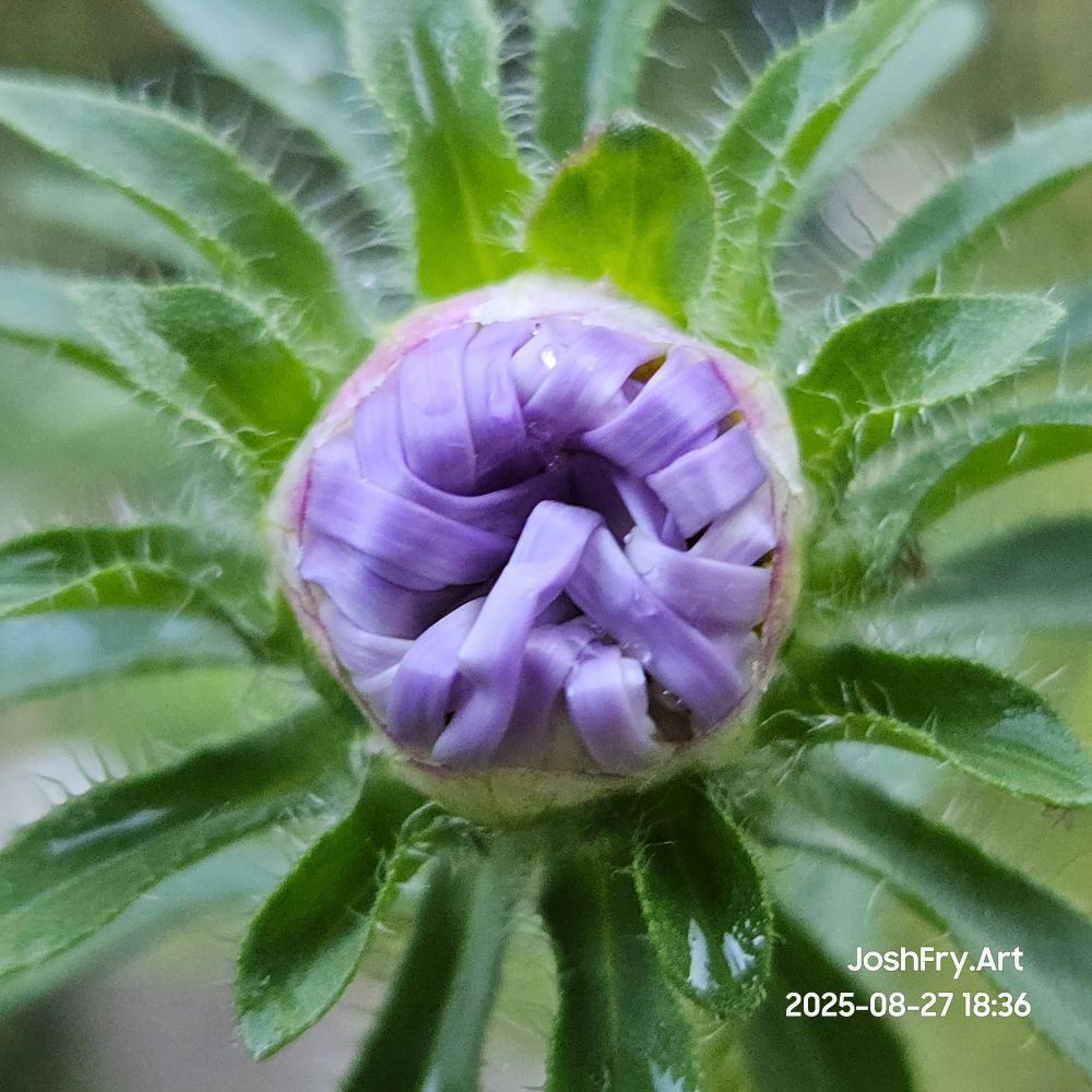 Purple flower not opened yet.