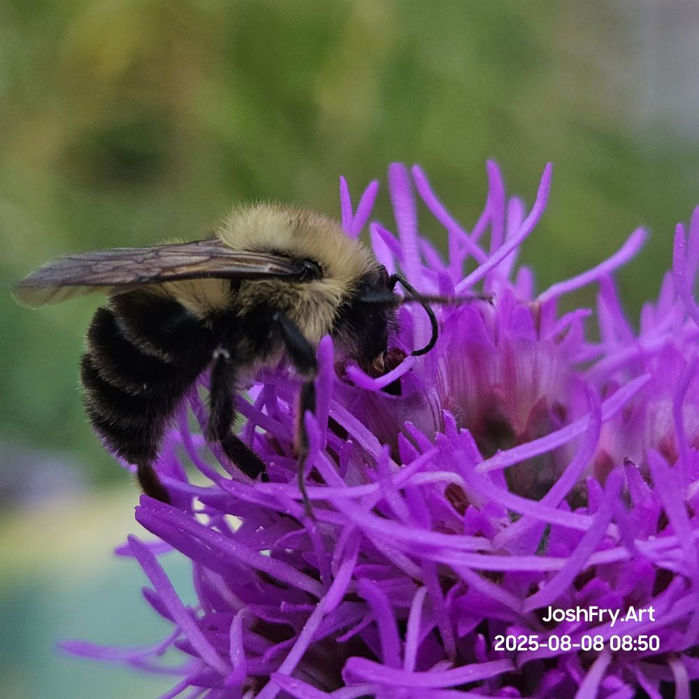 The bee shoving it's face into the flower.