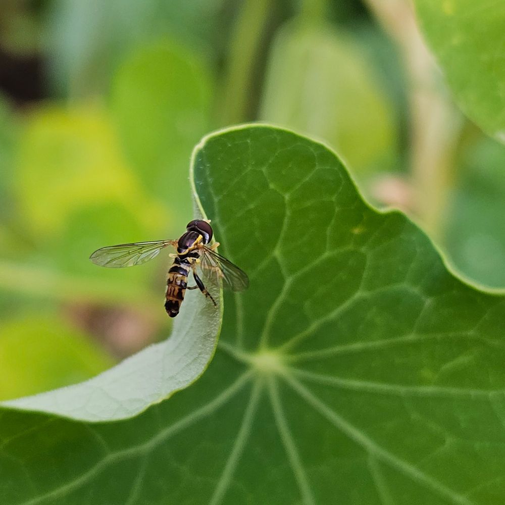Closer up on the hoverfly grasping g a twisted leaf.