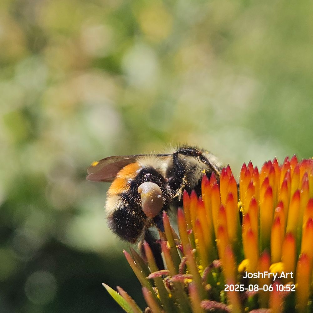 A bee from below, showing its pollen-packed legs. Echinacea. 