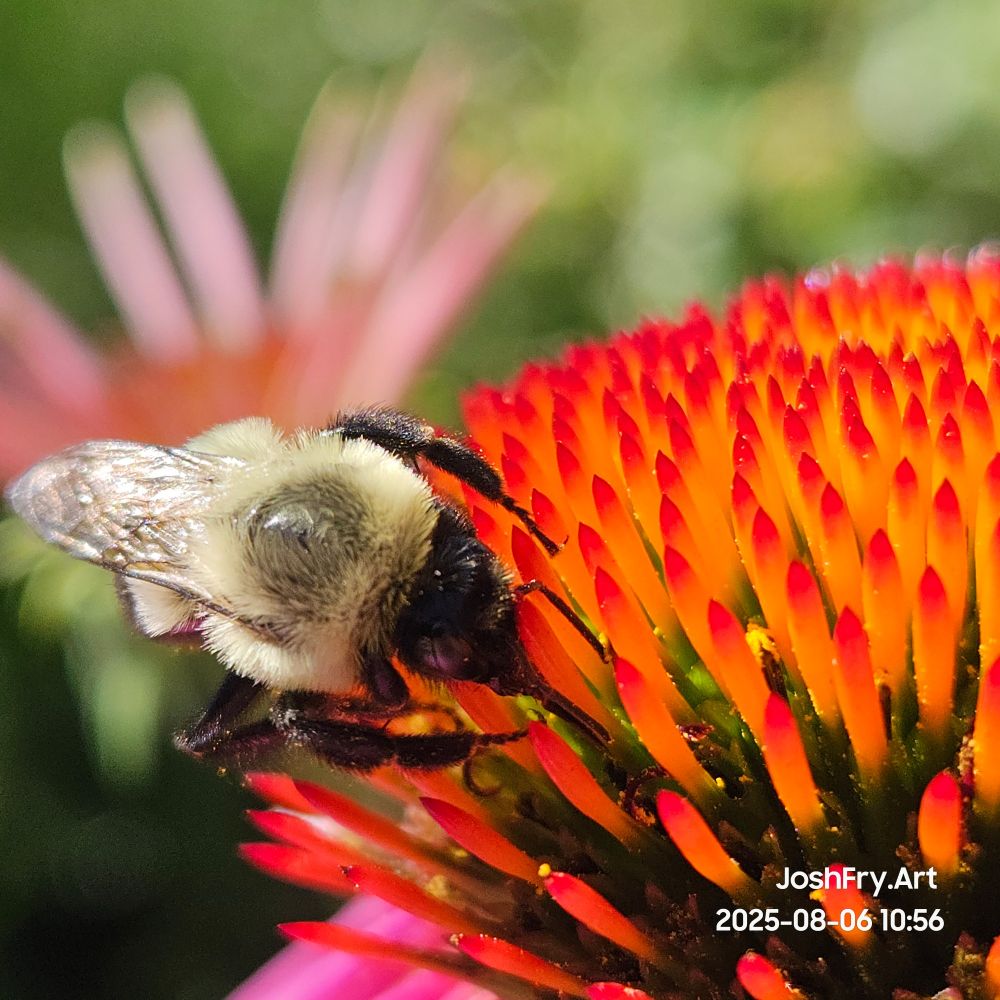 Face down in the flower, you can see it's tongue!