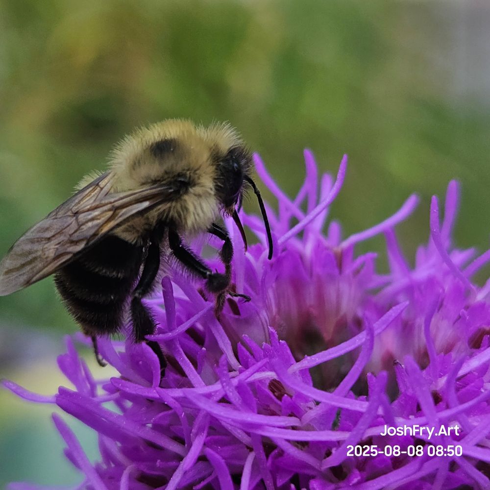 The bee winding up to get some flower action