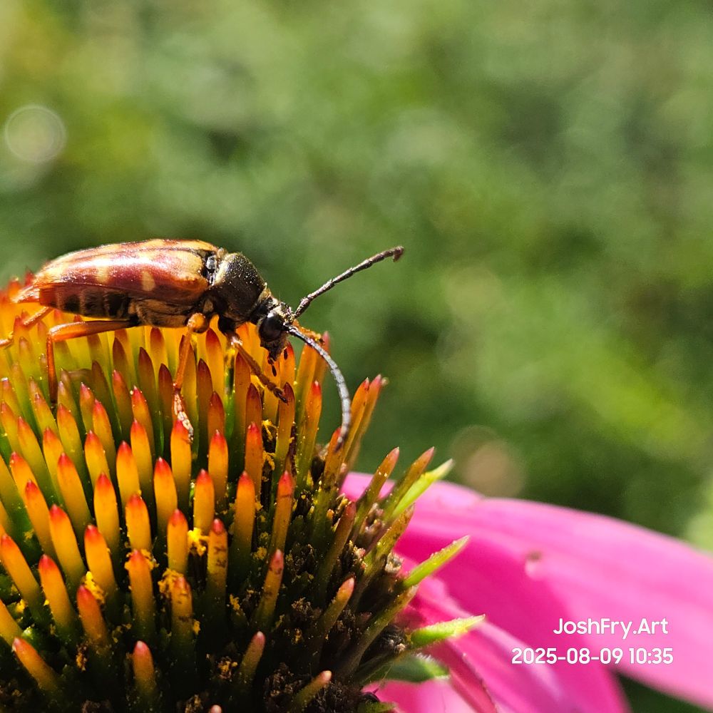 Side view on the Echinacea 