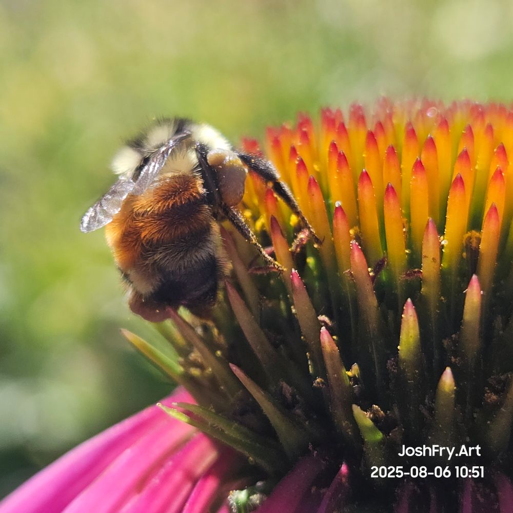 Butt view of a fluffy bee