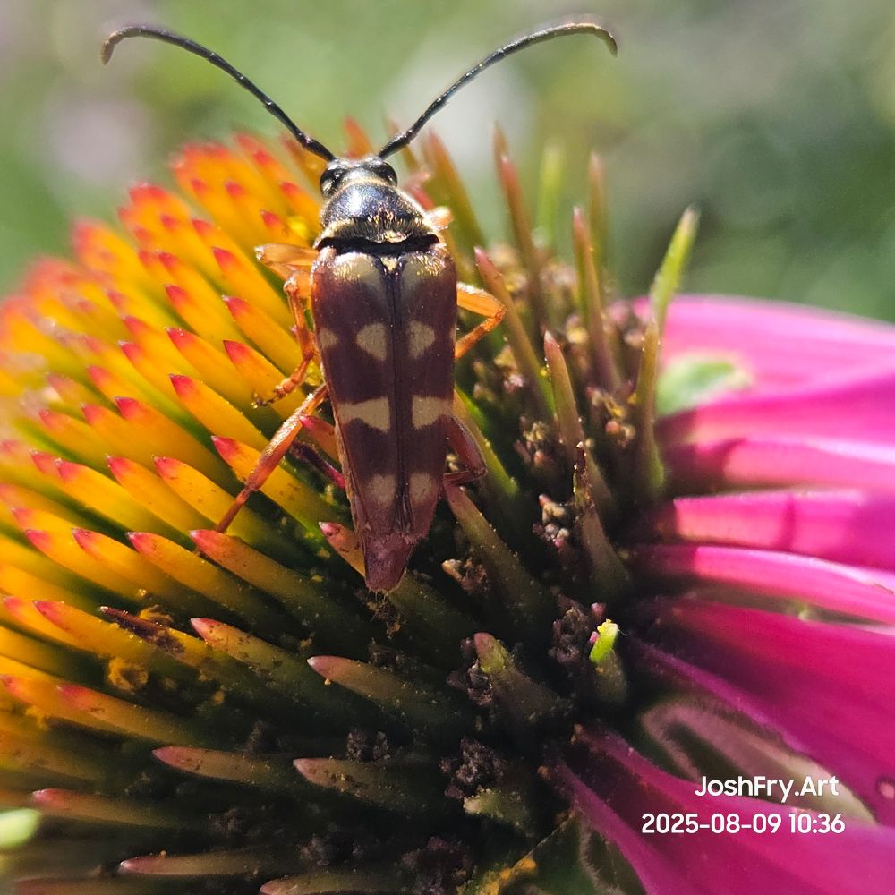 Back view of the Leptura quadrifasciata bug. White spots on her back.