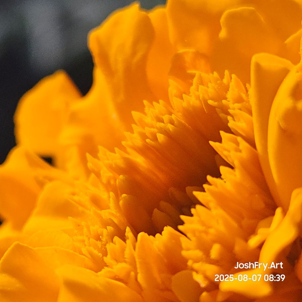 Side view closeup of the center of the marigold