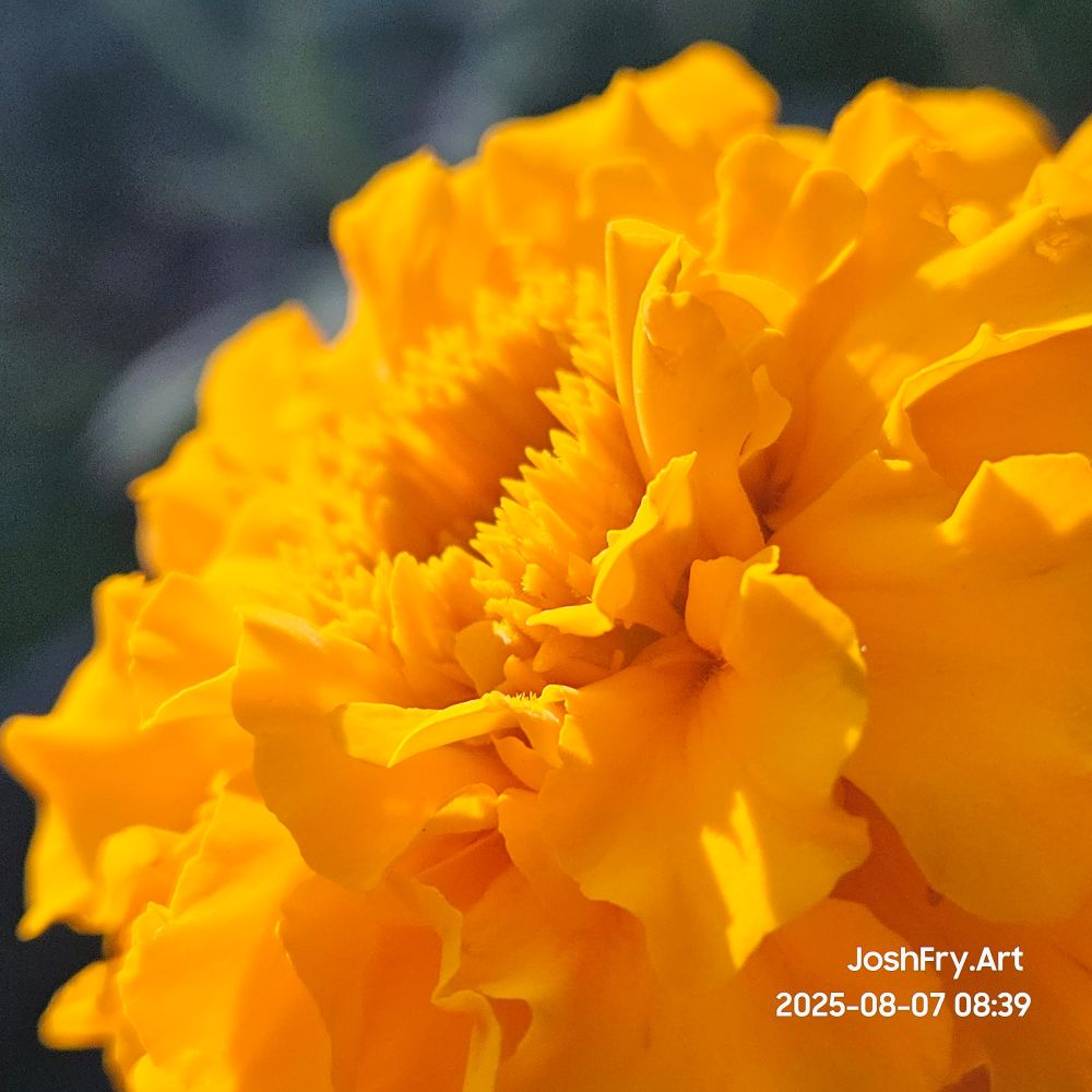 Sidewview of the flower in the sunlight.