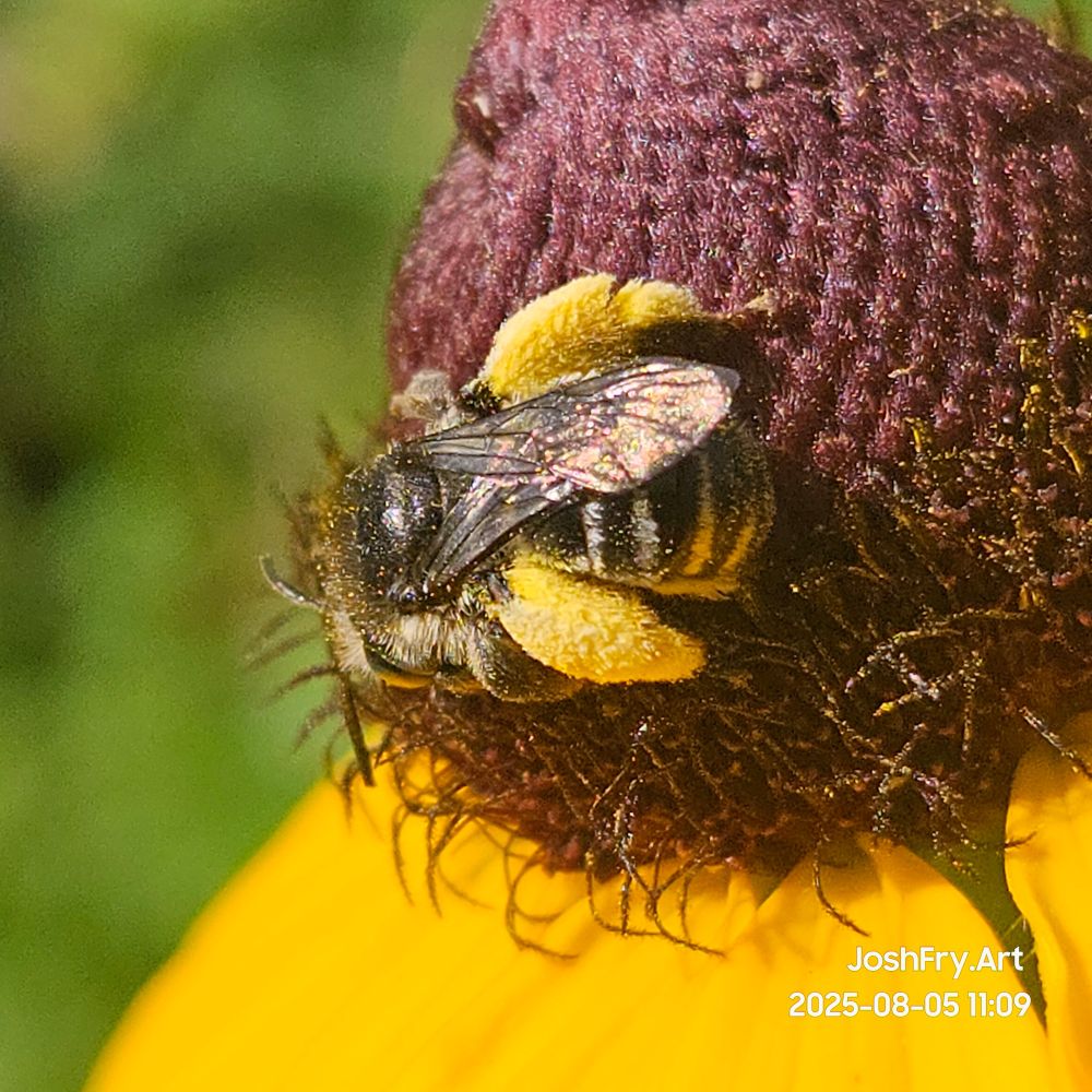 Pollen absolutely covering this tiny bees legs. Looks like fur!