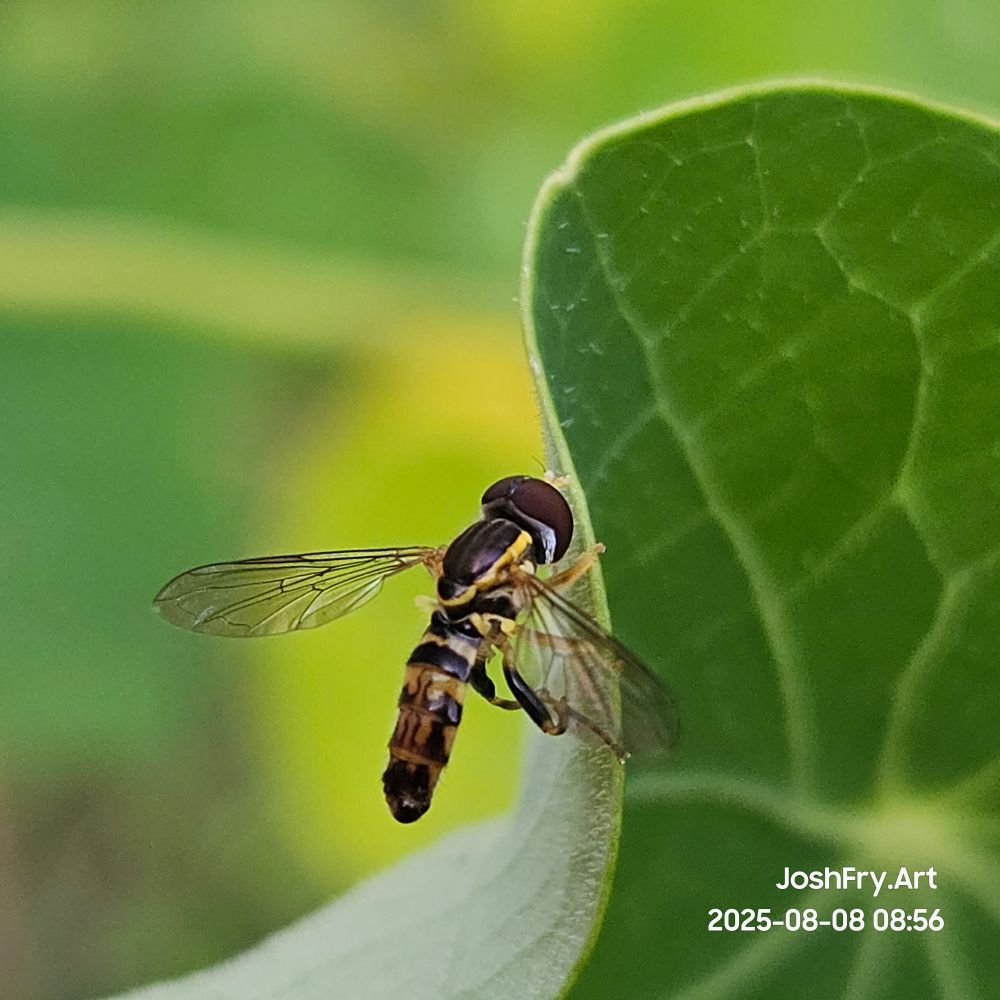 As close as I could get on this fella. You can see the wings in perfect detail.