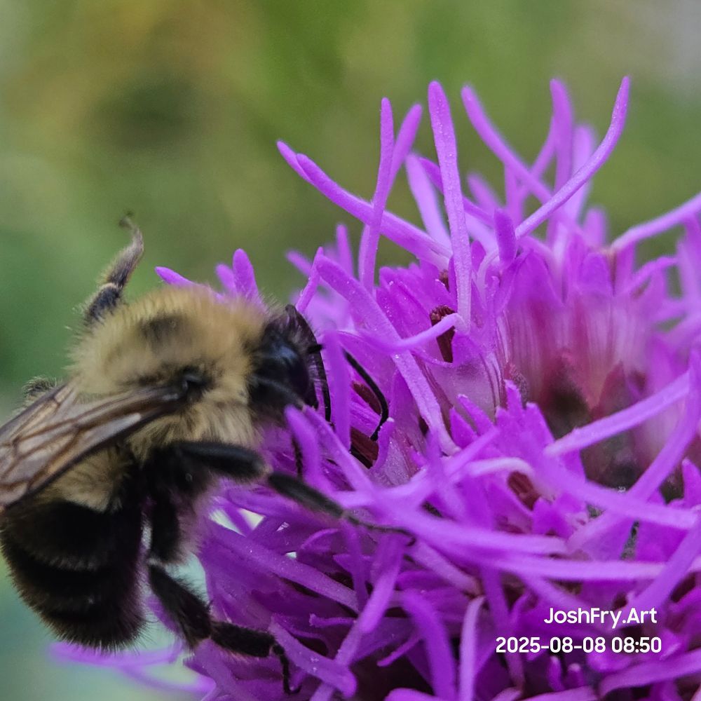 A bee climbing up to the top of a blazing star gayfeather.