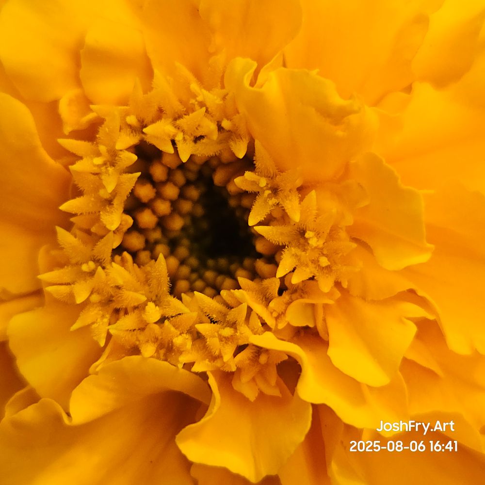 Closeup of the center of a frilly marigold. Tiny stars line the center.