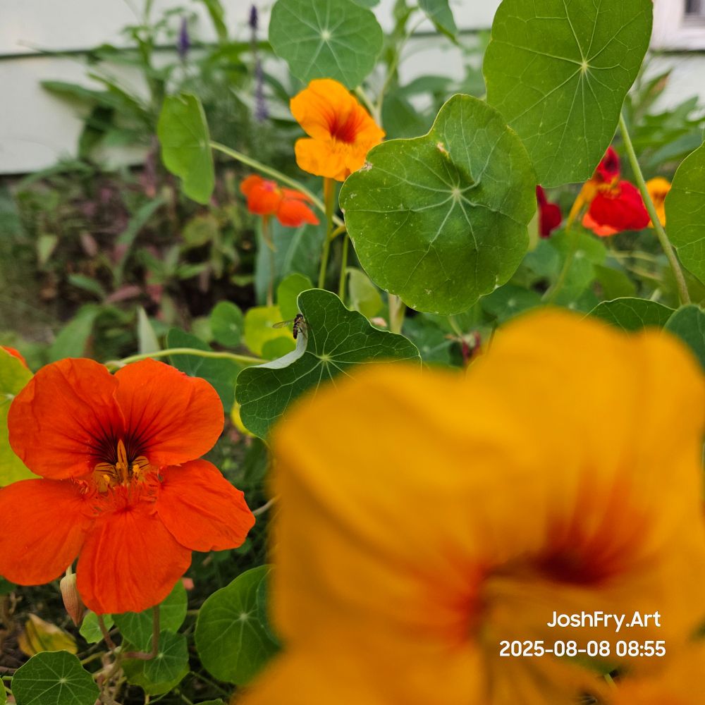 Nasturtiums flowers yellow and orange. In the background you can see a small hoverfly landed on a leaf.