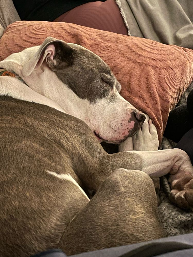 The sweetest white and brindle pitty sleeping on a couch with her back feet in her face and with her head on a pink pillow
