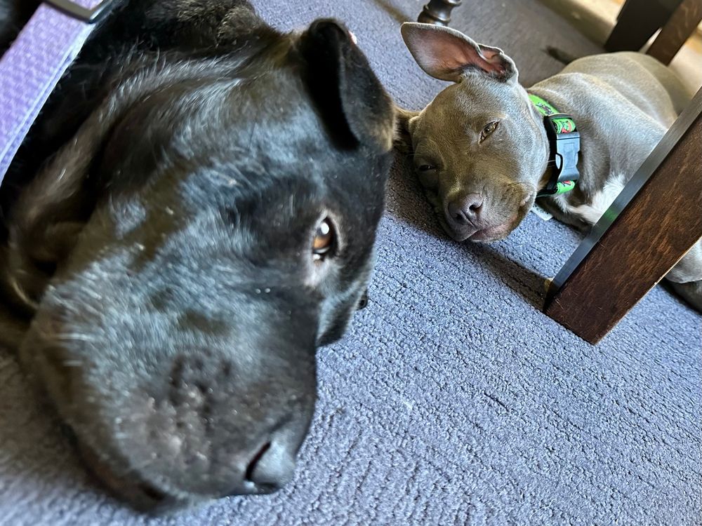 Same two dogs lying on their sides blue carpet but from a different angle. This photo is taken from slightly above their heads. 