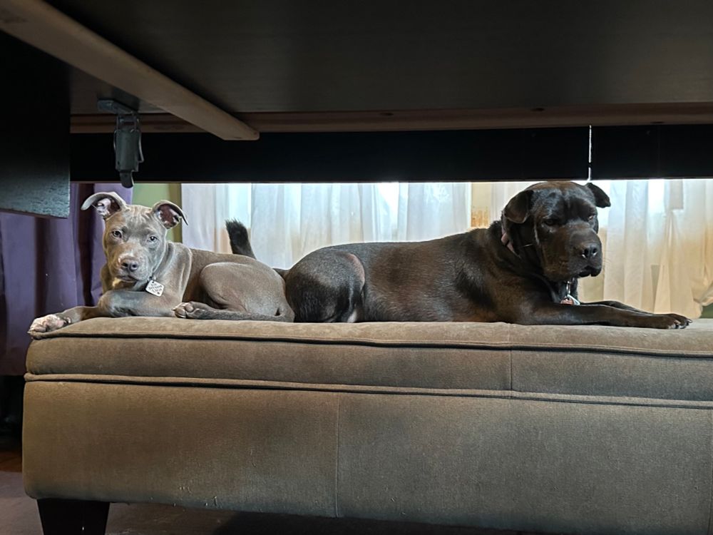 Two dogs lying on an upholstered bench facing opposite directions; their hind quarters are touching 