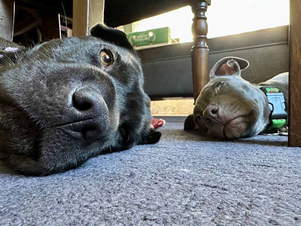 Two dogs lying on their sides on a blue carpet. You can really only see their heads: the one on the left is significantly bigger than the one on the right.