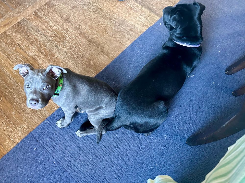 Two dogs sitting with their back
hips touching and their tails intertwined. 