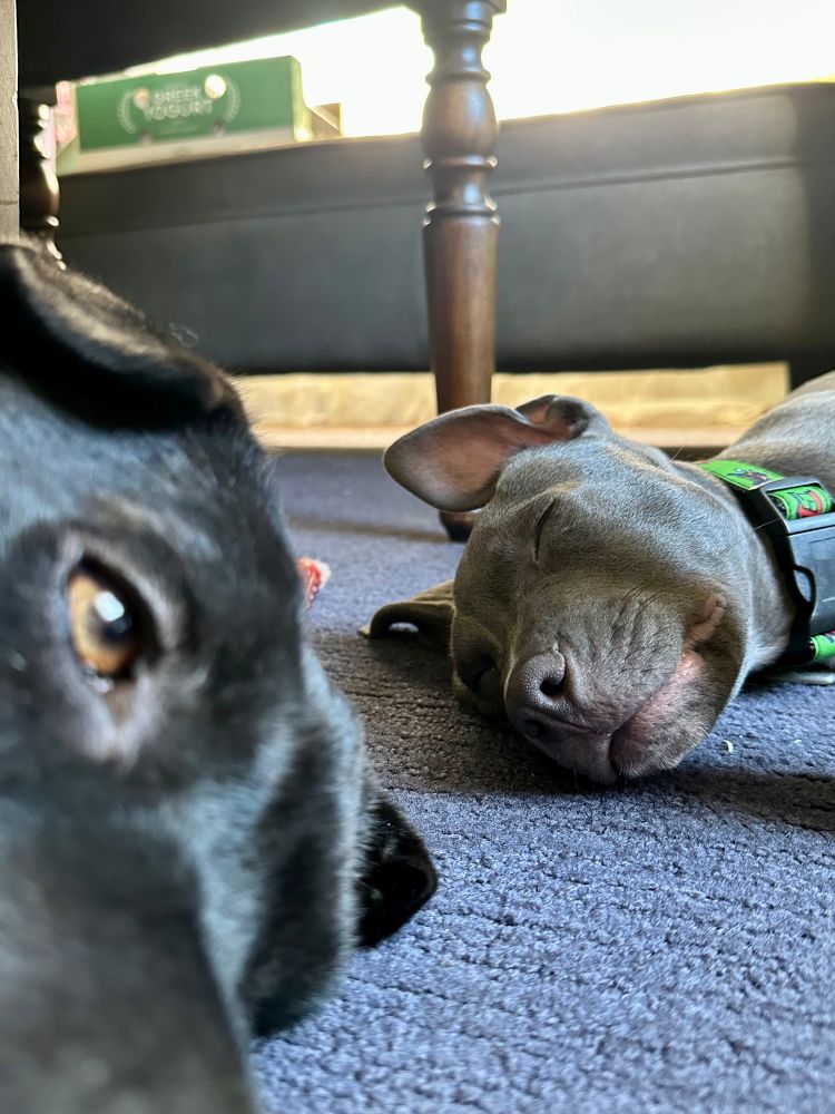 Last photo of the two dogs still lying on the blue carpet. The one on the left is close up and you can only really see her eye. The one on the right is sleeping. 