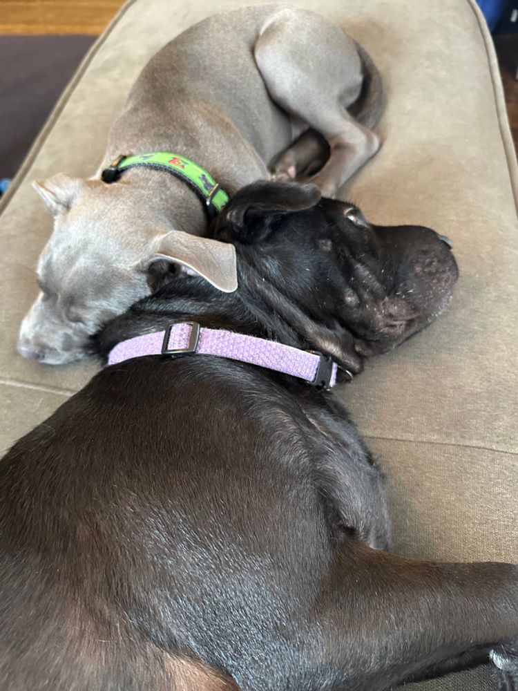 Two dogs lying on an upholstered bench, their heads together but bodies oriented in opposite directions. 