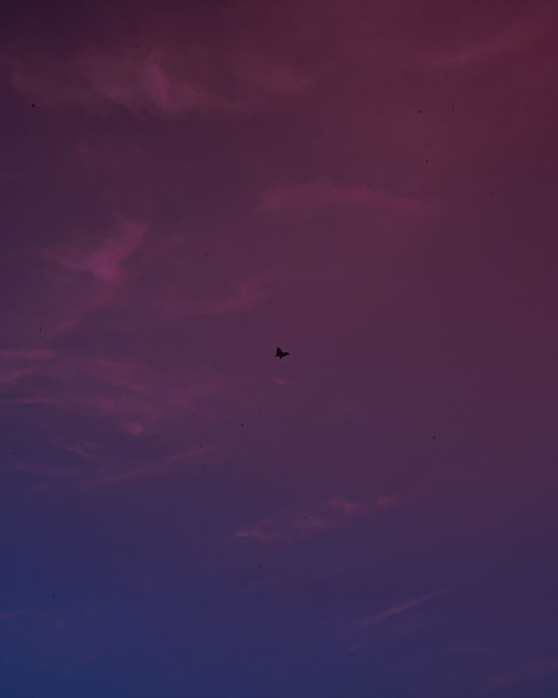 Virtual Photography from Horizon Forbidden West. A butterfly flying, with a sky in shades of pink, purple and blue in the background.