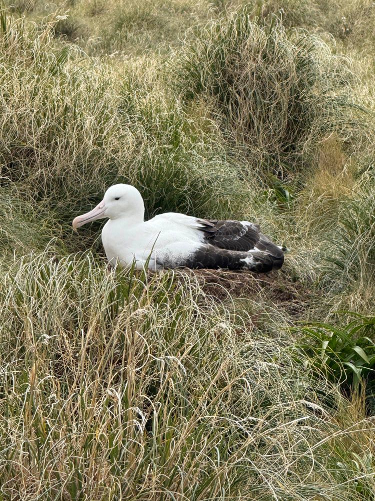 Nesting albatross 