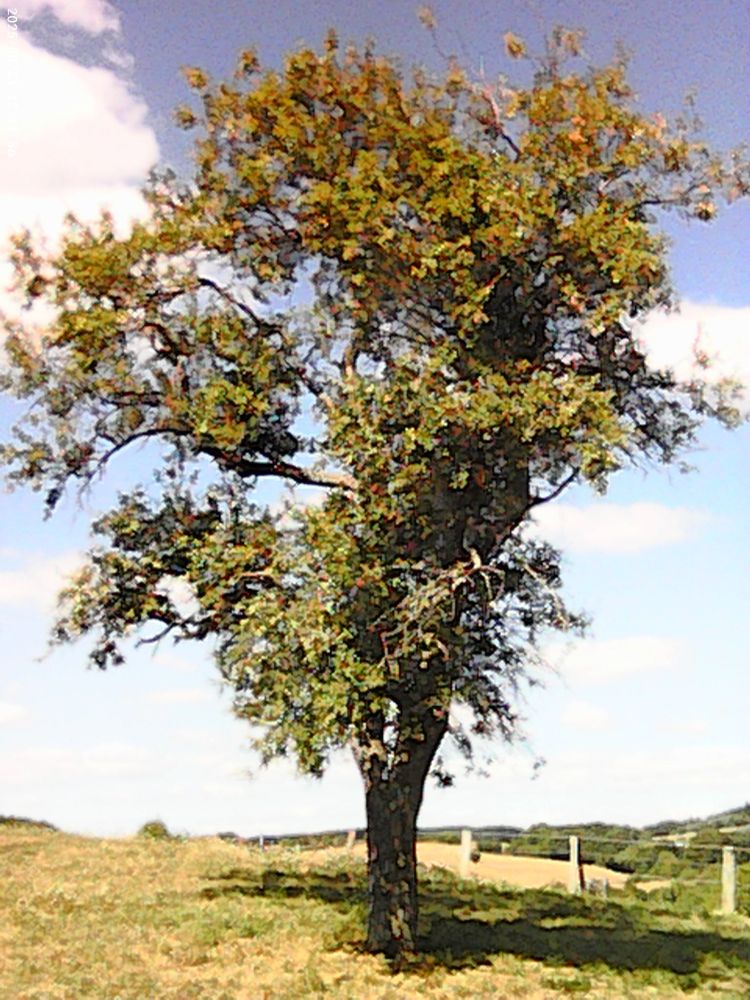 the Foto shows a old plum tree on a hill , a shepherd's fence.
on a summer day.