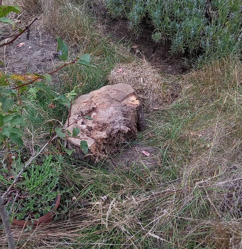Das foto zeigt eine schon halb zersetzte stammscheibe im Pflanzbeet meines Gartens.