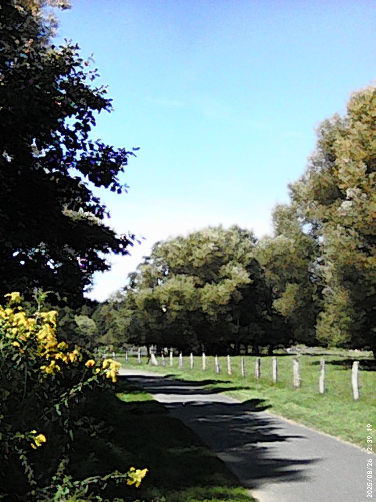 the cycle path next to our house, along which a shepherd's fence runs, you can see trees and the sheep pasture