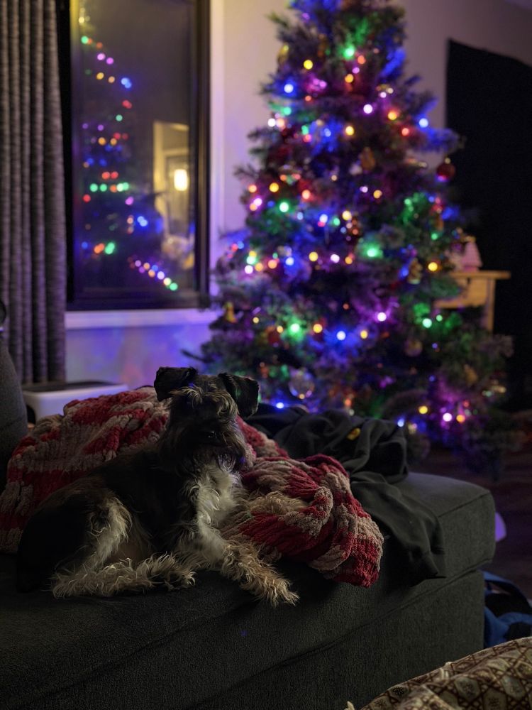 Miniature Schnauzer sitting on a couch with a Christmas tree in the background 
