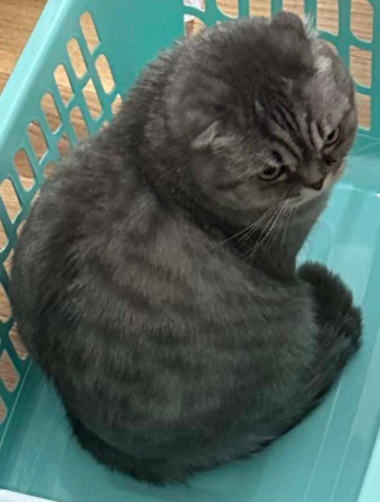 angry cat in a blue box looking back at the camera