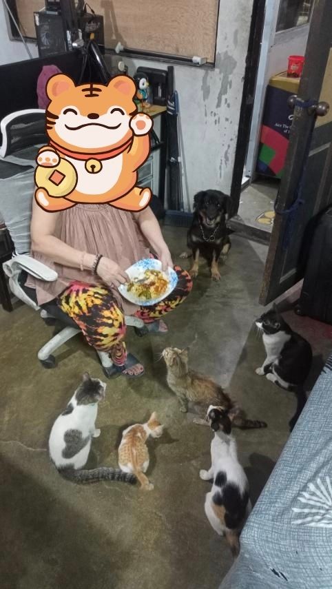 My elderly mother trying to eat dinner while five cats and a black dog wait for blessing around her