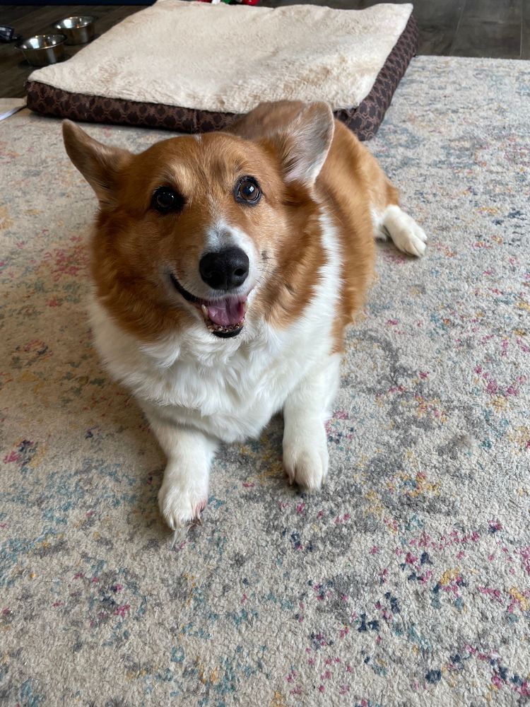 Corgi