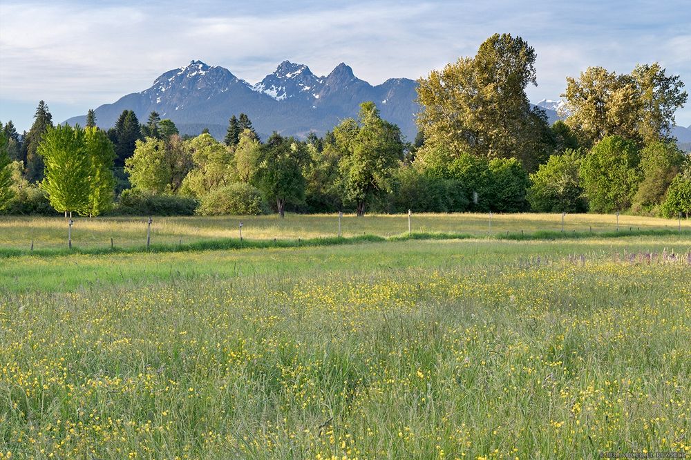 Two mountain peaks in the background with a strip of trees/shrubs below, and a grassy field in the foreground with various wildflower species (mostly yellow). A fence with boxes for birds to nest in angles through the field.