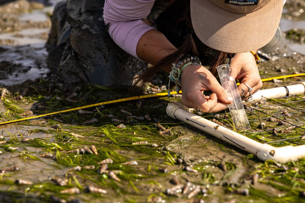 A student crouches in a muddy seagrass meadow, collecting data.