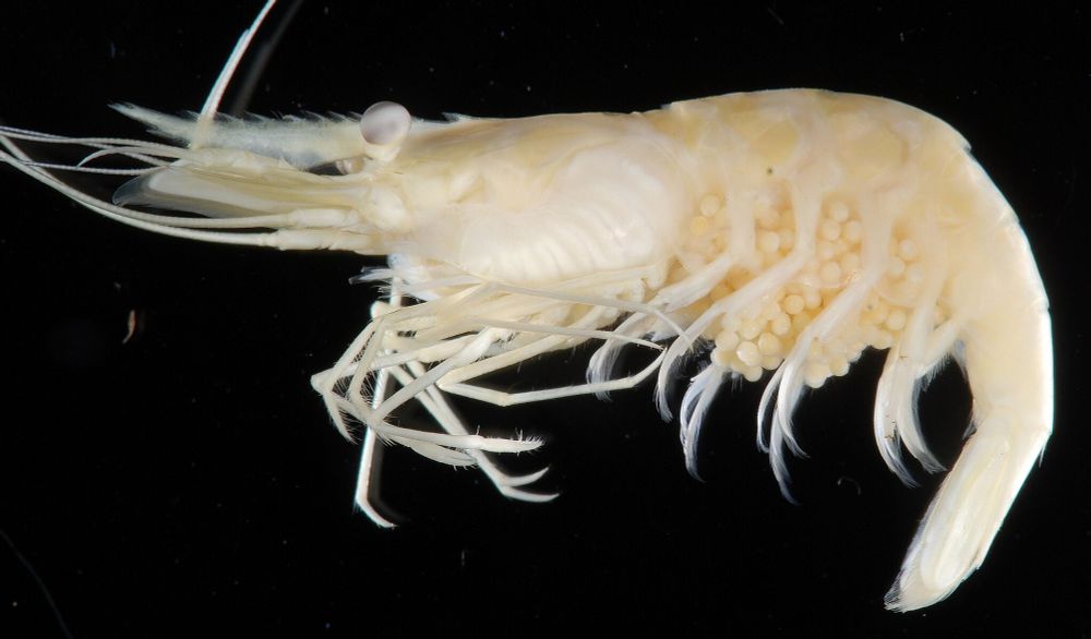 A small white shrimp pictured side on, on a black background.