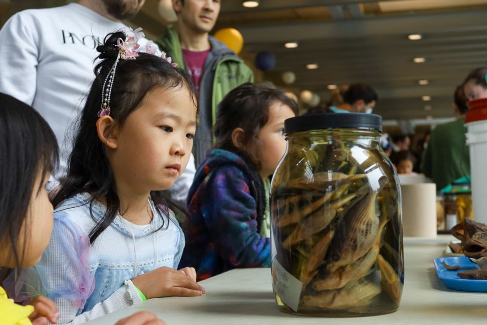 A young child looks at a jar of preserved fish at the UW Aquatic Sciences Open House