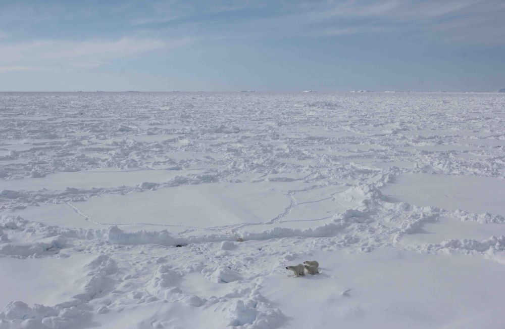 Three polar bears pictured from above, walking across an icy landscape.