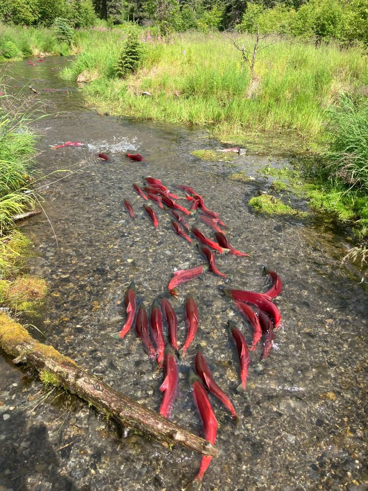 Red-colored sockeye salmon swim up a stream in Alaska.