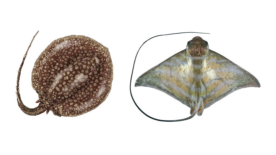 Two stingrays pictured side-by-side.