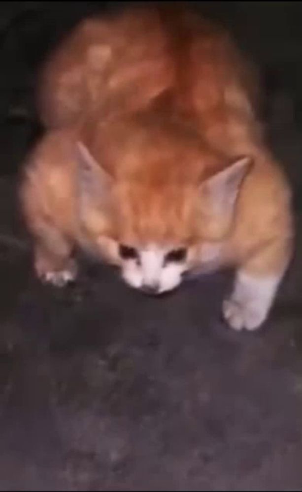 an orange and white cat is standing on its hind legs on the ground .