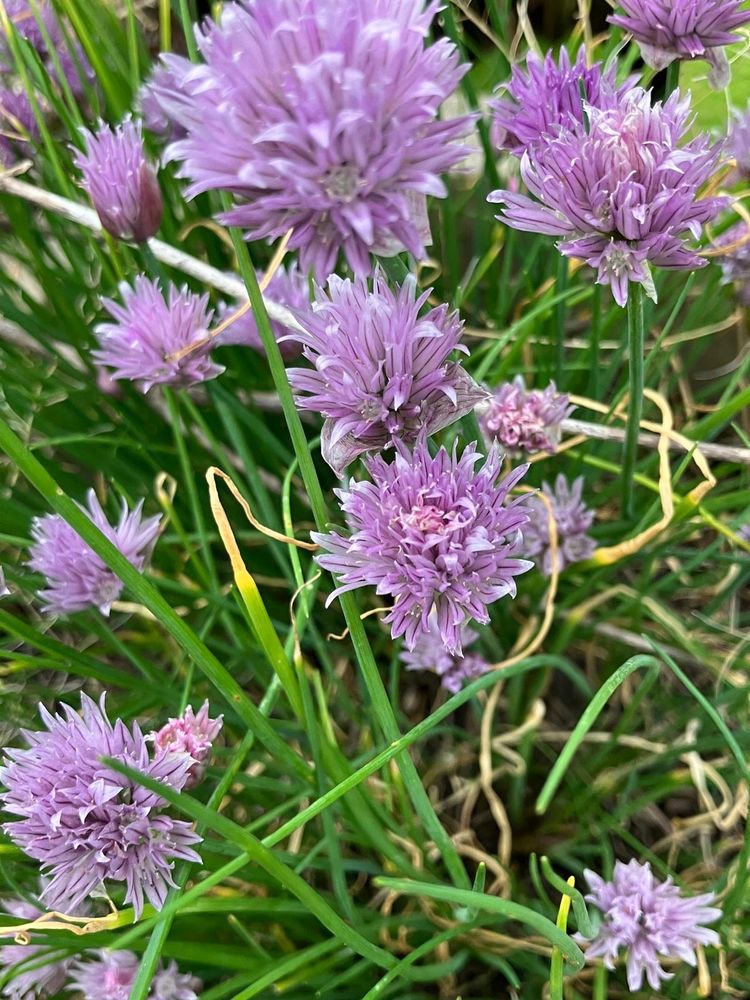Paarse bieslookbloemen tussen groene stengels. De bloemen zijn bolvormig en bestaan uit veel kleine bloemblaadjes die dicht op elkaar zitten. 
