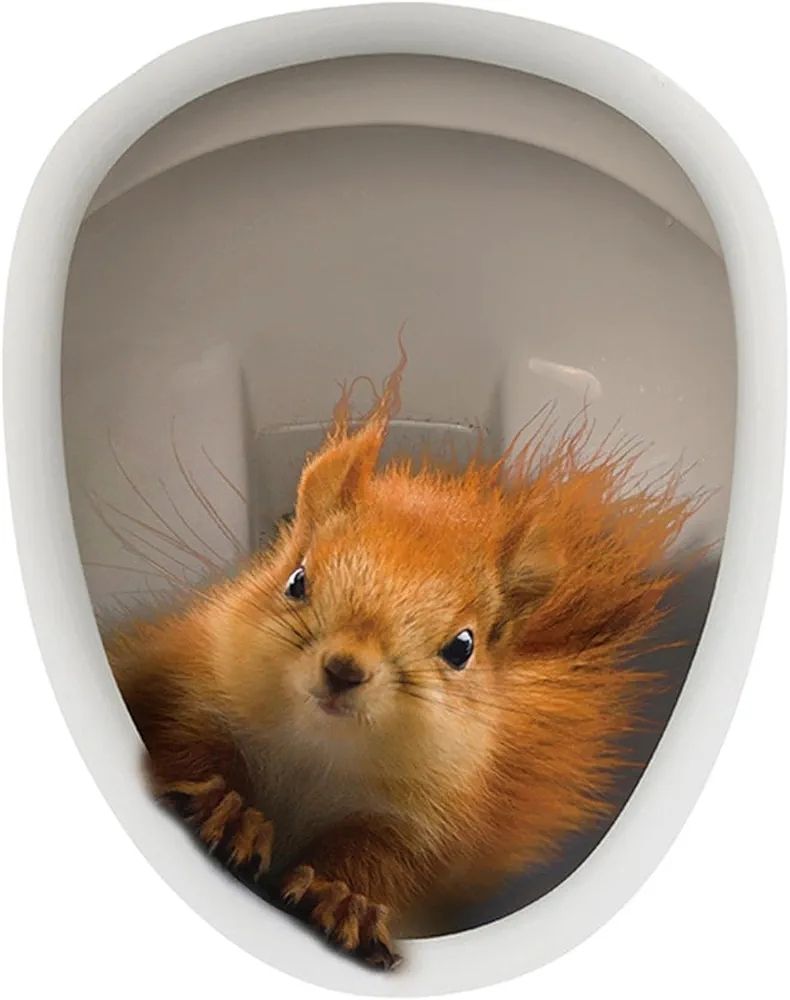 Braun-rotes Eichhörnchen sitzt in einer Kloschüssel  und schaut direkt in die Kamera