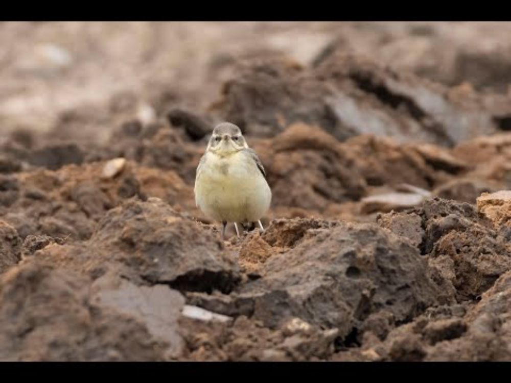 Eastern Yellow Wagtail Winteringham North Lincolnshire February 2025