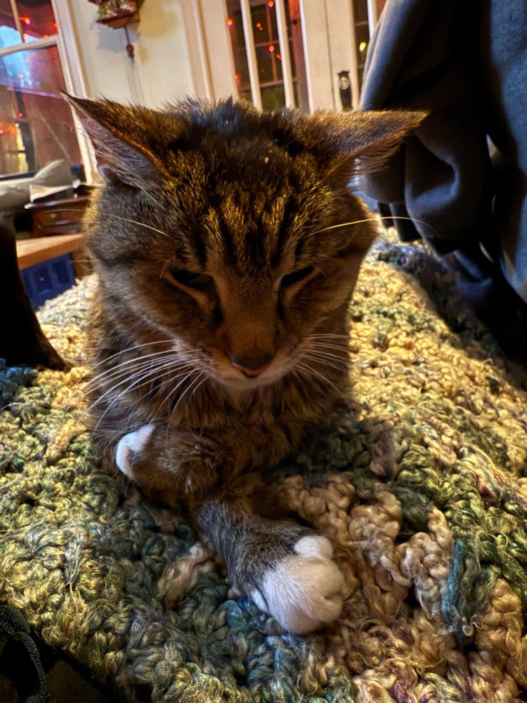 Old man tabby cat on my lap