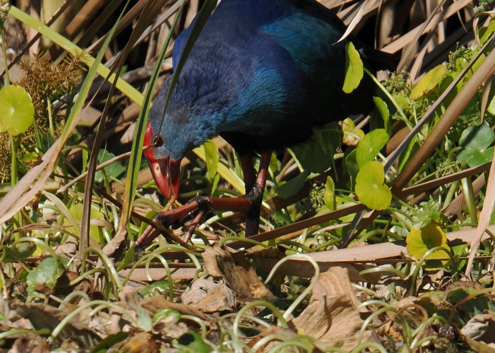 Grey headed Swamp hen looking for food in the marsh.