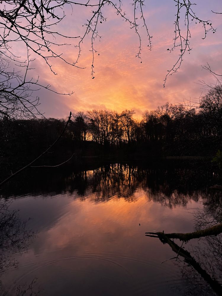 Dawn over loch and trees