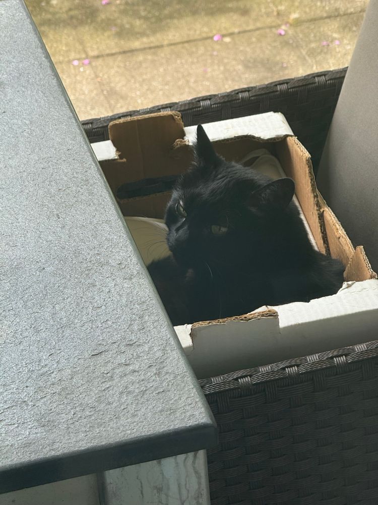 A black cat, laying in a carton box that’s placed on a chair outdoor. He is looking at the camera with a sleepish mood