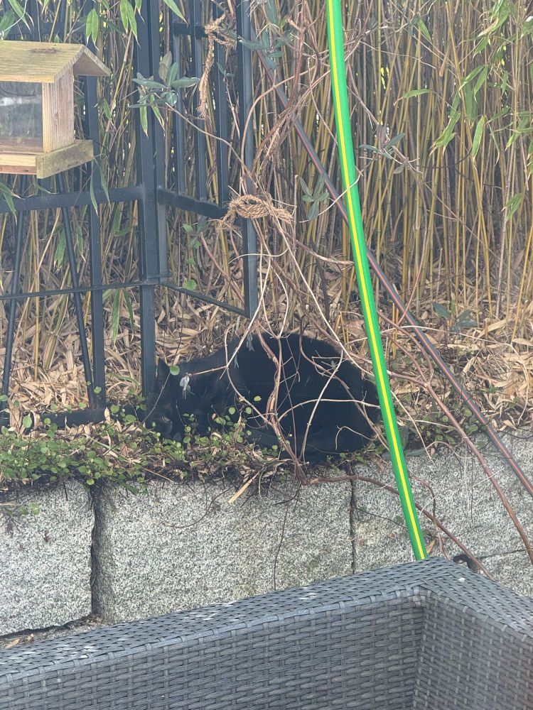 Black cat, chilling on some plant invested stones