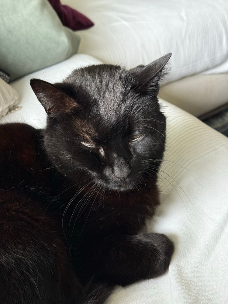 A black cat, having a very sleepy expression. He is laying on a sofa about to sleep.