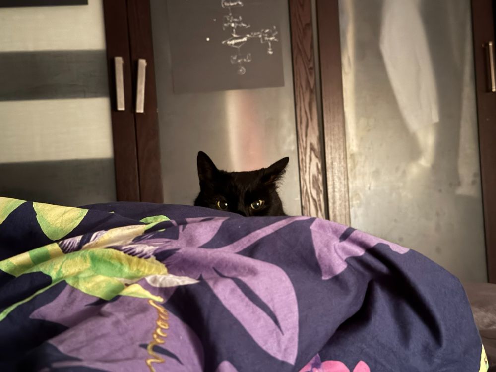 Black cat, peeking over my blanket